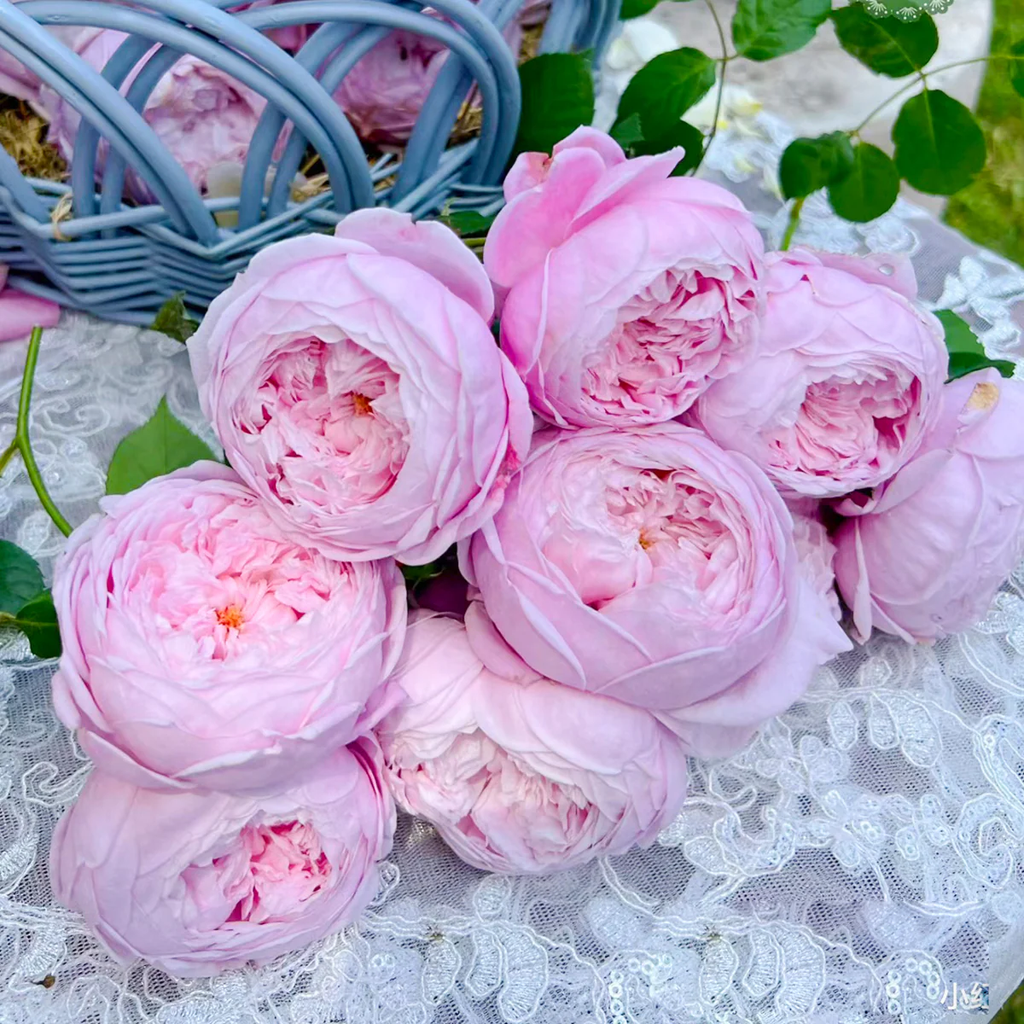 AUSbite | English Climbing and Garden Rose | Large lilac-pink blooms | Myrrh fragrance | Own root