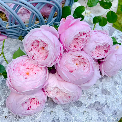 AUSbite | English Climbing and Garden Rose | Large lilac-pink blooms | Myrrh fragrance | Own root