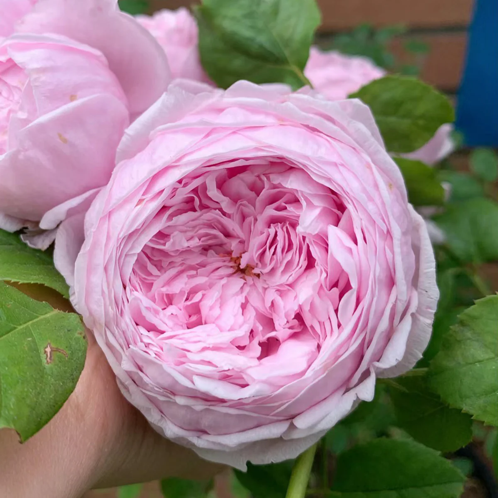 AUSbite | English Climbing and Garden Rose | Large lilac-pink blooms | Myrrh fragrance | Own root