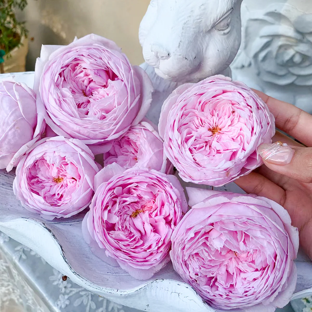 AUSbite | English Climbing and Garden Rose | Large lilac-pink blooms | Myrrh fragrance | Own root