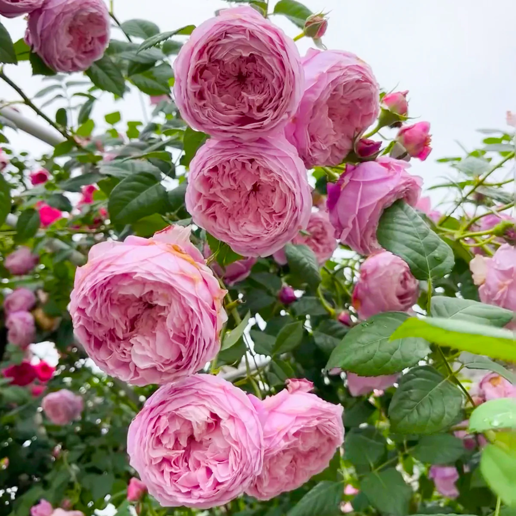 AUSbite | English Climbing and Garden Rose | Large lilac-pink blooms | Myrrh fragrance | Own root