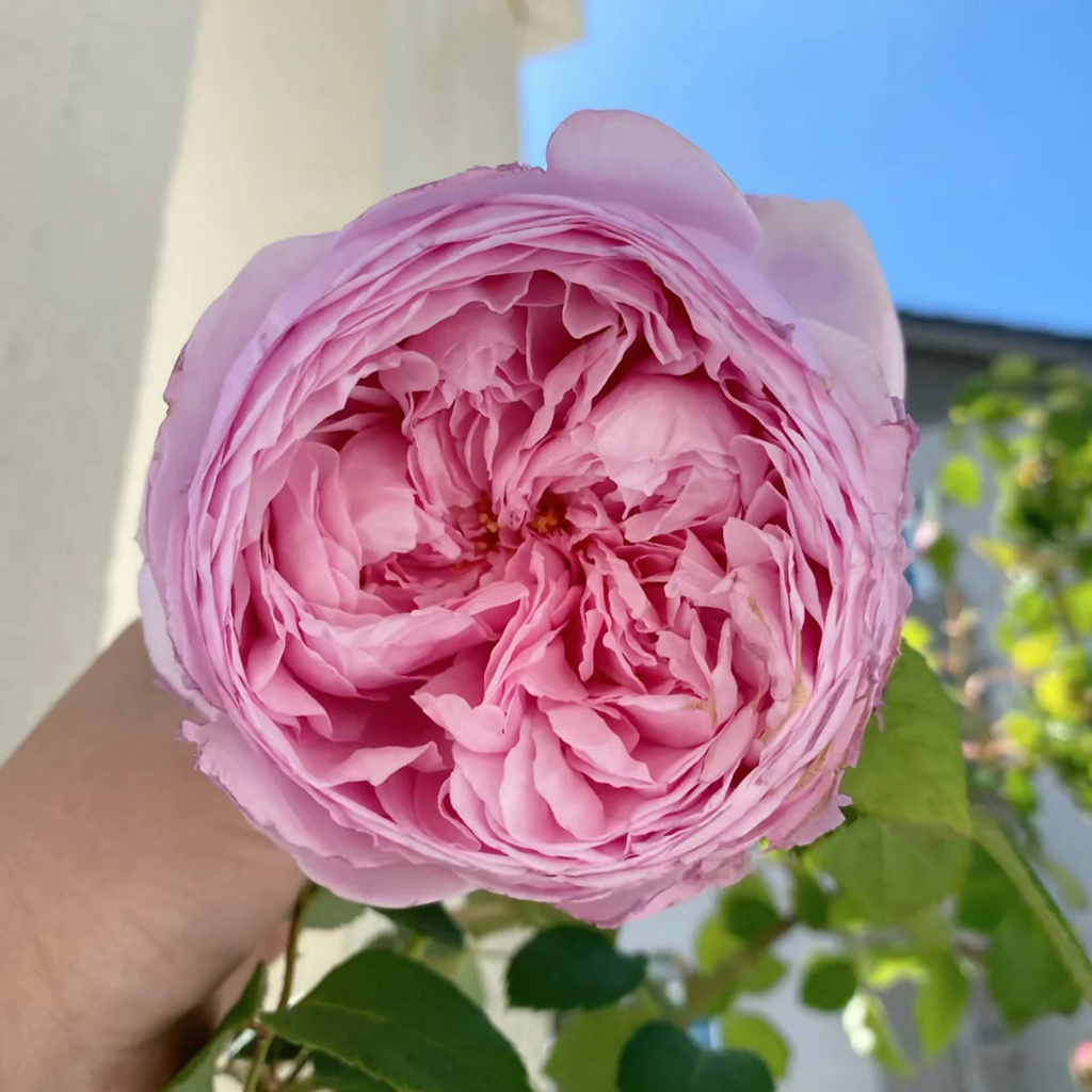 AUSbite | English Climbing and Garden Rose | Large lilac-pink blooms | Myrrh fragrance | Own root