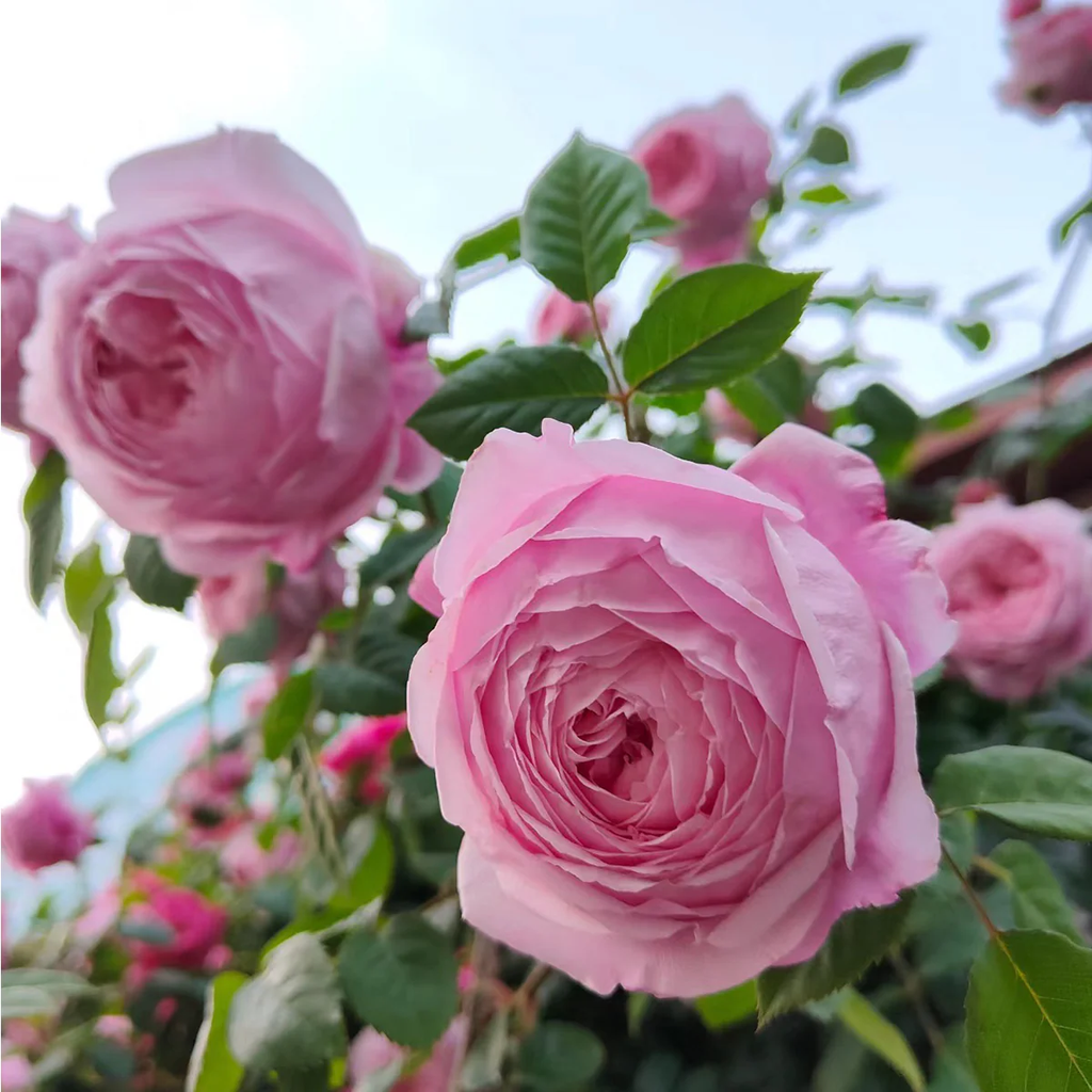 AUSbite | English Climbing and Garden Rose | Large lilac-pink blooms | Myrrh fragrance | Own root
