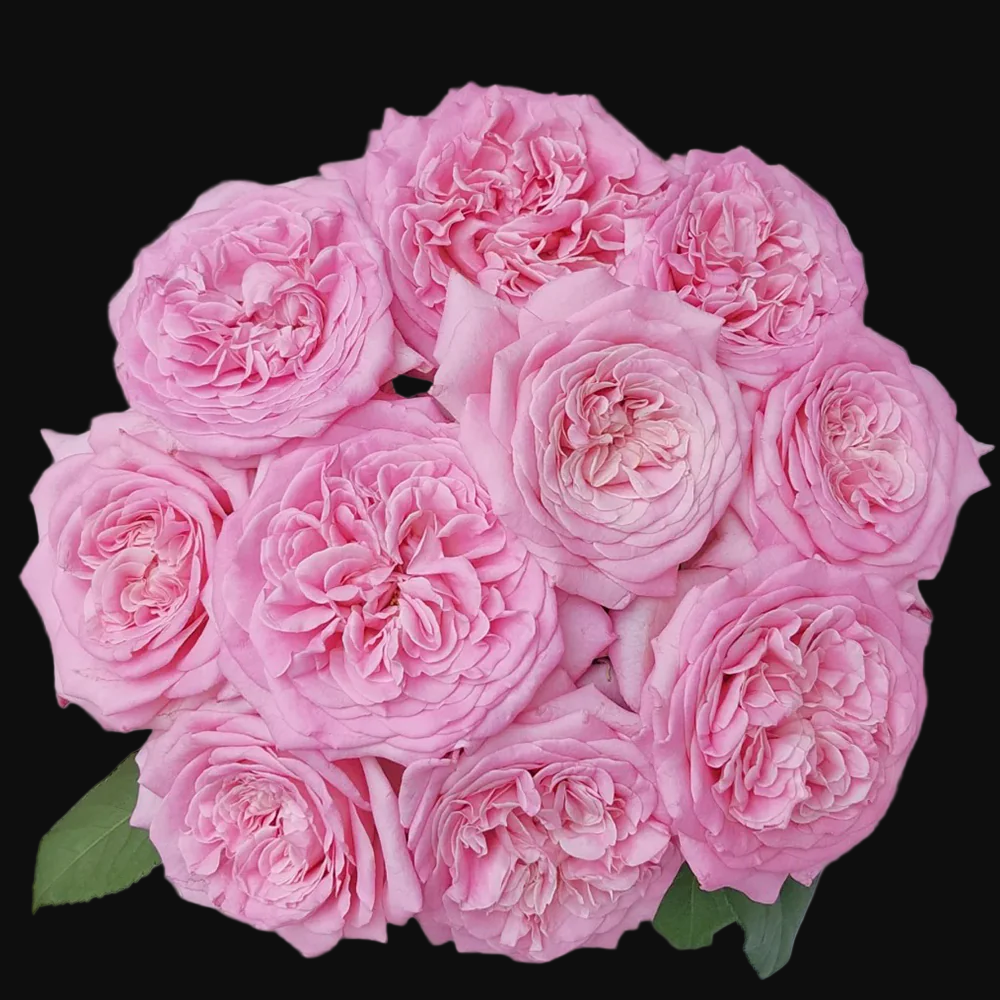 Ashley – Deep Pink German Florist Rose (Own Root)