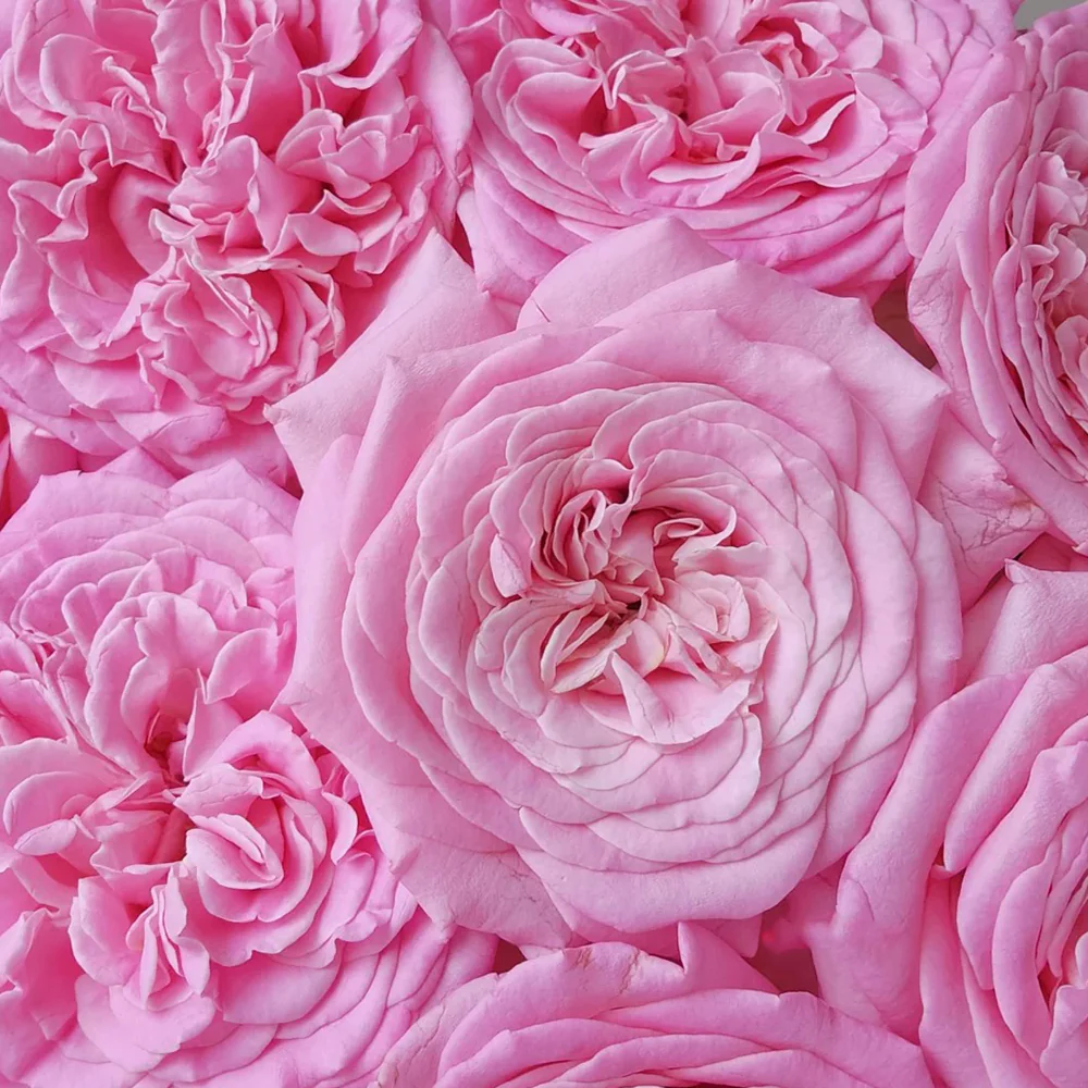 Ashley – Deep Pink German Florist Rose (Own Root)