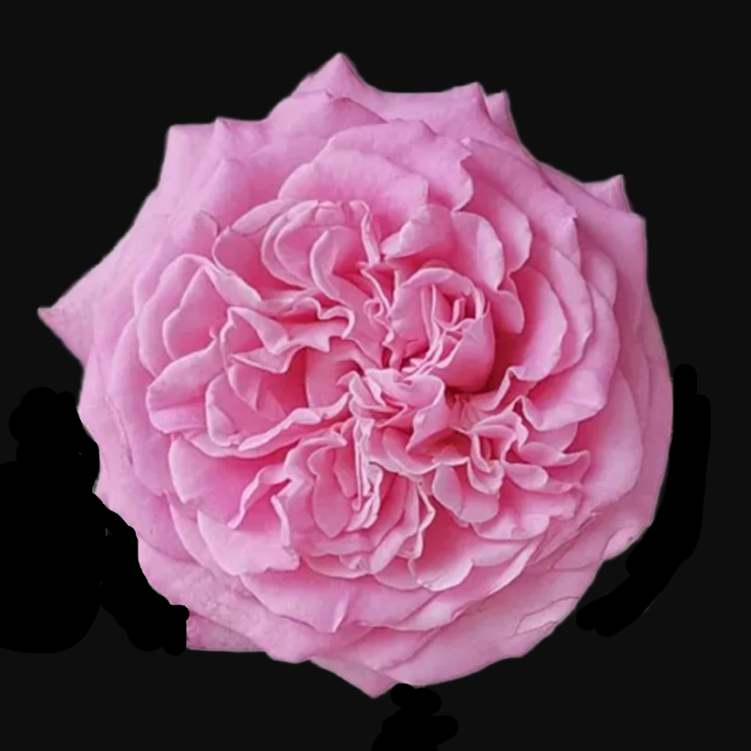 Ashley – Deep Pink German Florist Rose (Own Root)