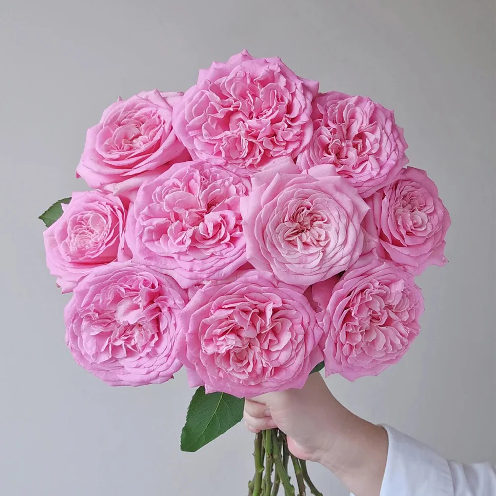 Ashley – Deep Pink German Florist Rose (Own Root)