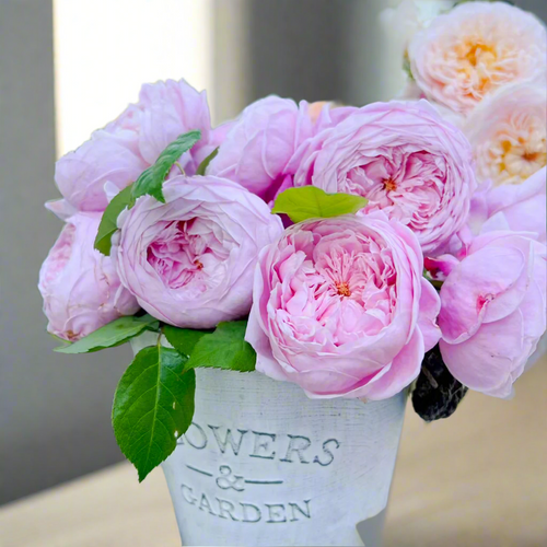 AUSbite – Lilac-Pink English Climbing Rose by David Austin (Own Root)