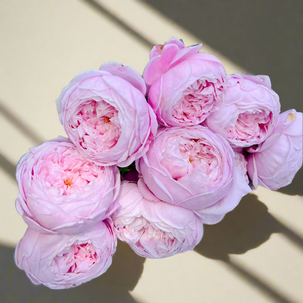 AUSbite – Lilac-Pink English Climbing Rose by David Austin (Own Root)