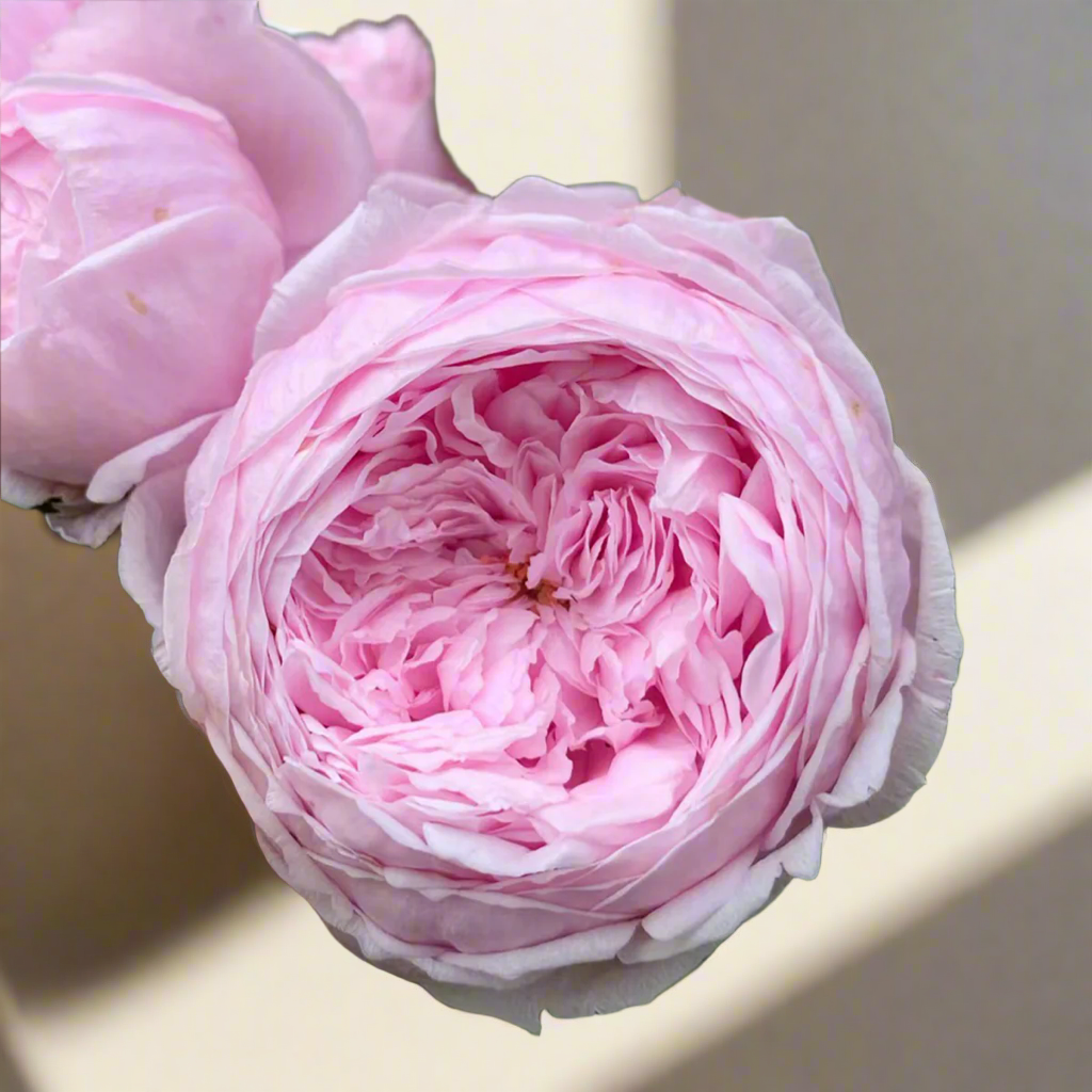 AUSbite – Lilac-Pink English Climbing Rose by David Austin (Own Root)