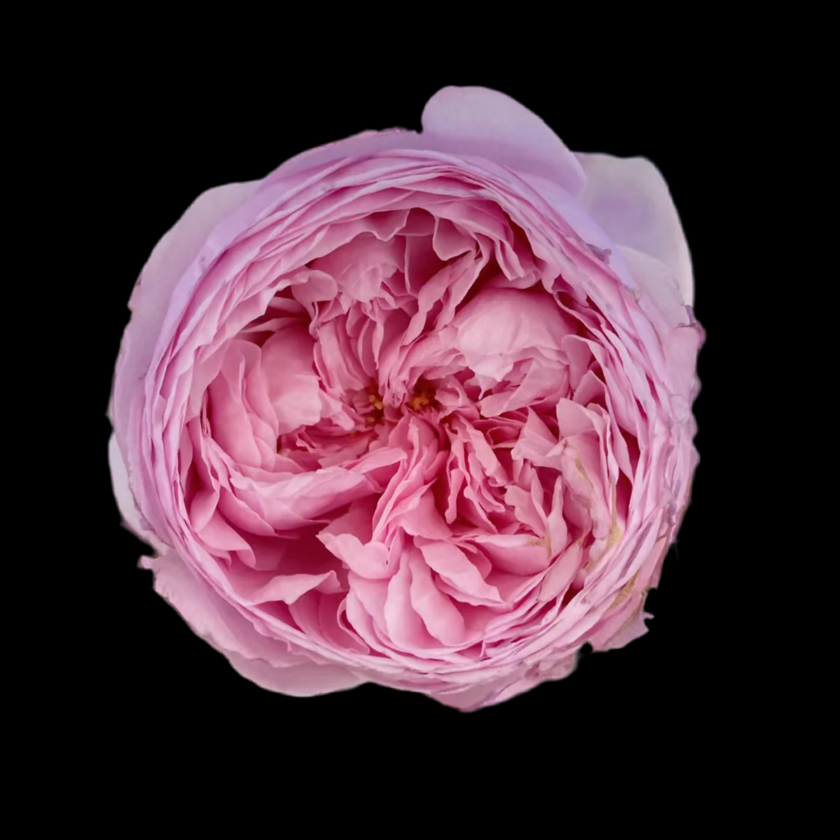 AUSbite – Lilac-Pink English Climbing Rose by David Austin (Own Root)