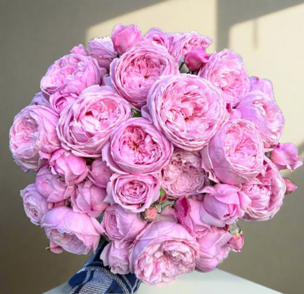 AUSbite – Lilac-Pink English Climbing Rose by David Austin (Own Root)