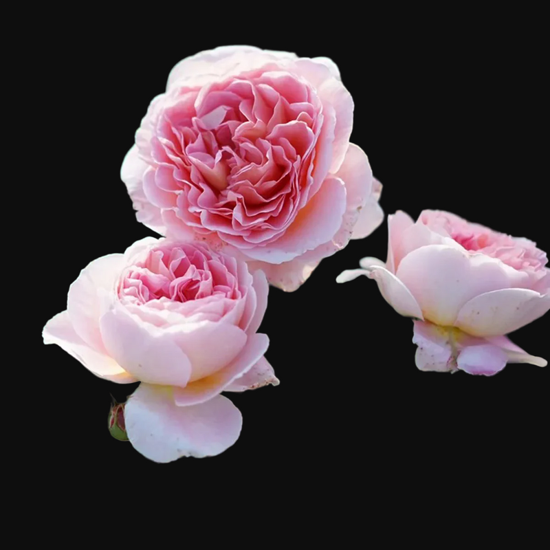 Climber collection, AUScot – Color-Changing English Shrub Rose by David Austin (Own Root)