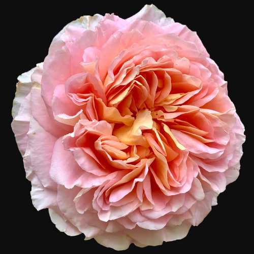 AUScot – Color-Changing English Shrub Rose by David Austin (Own Root)