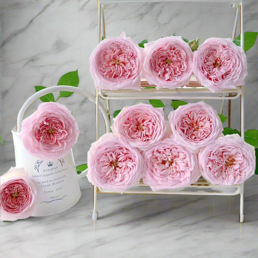 AUScot – Color-Changing English Shrub Rose by David Austin (Own Root)