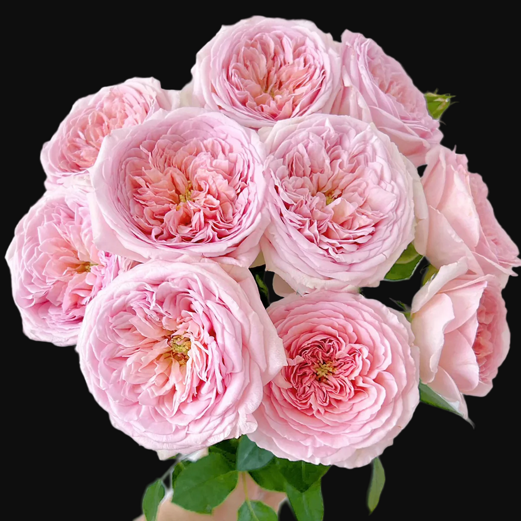 AUScot – Color-Changing English Shrub Rose by David Austin (Own Root)