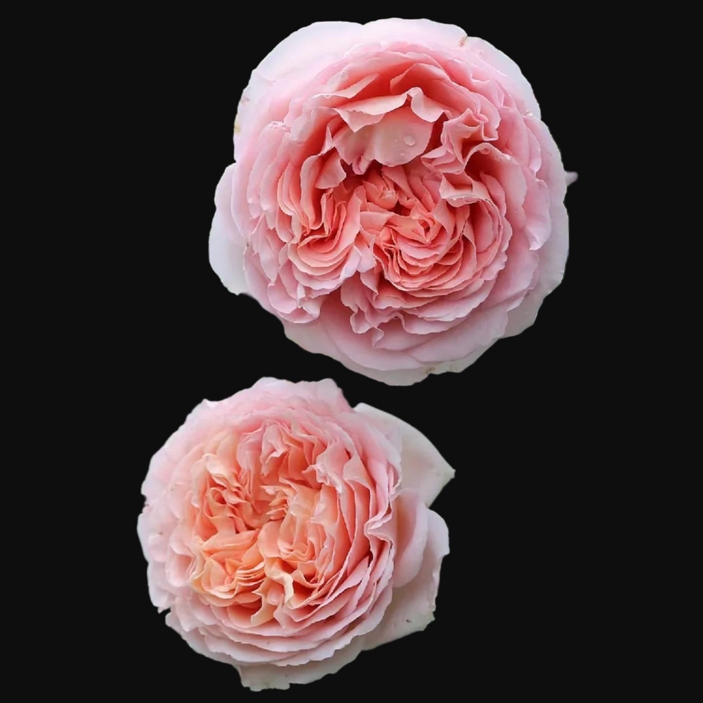 AUScot – Color-Changing English Shrub Rose by David Austin (Own Root)