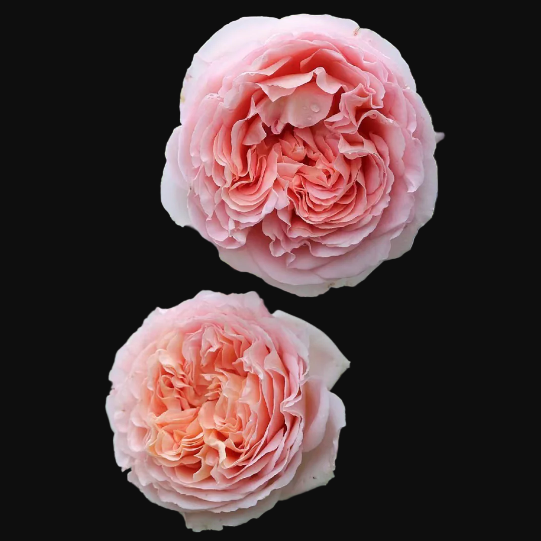 AUScot – Color-Changing English Shrub Rose by David Austin (Own Root)