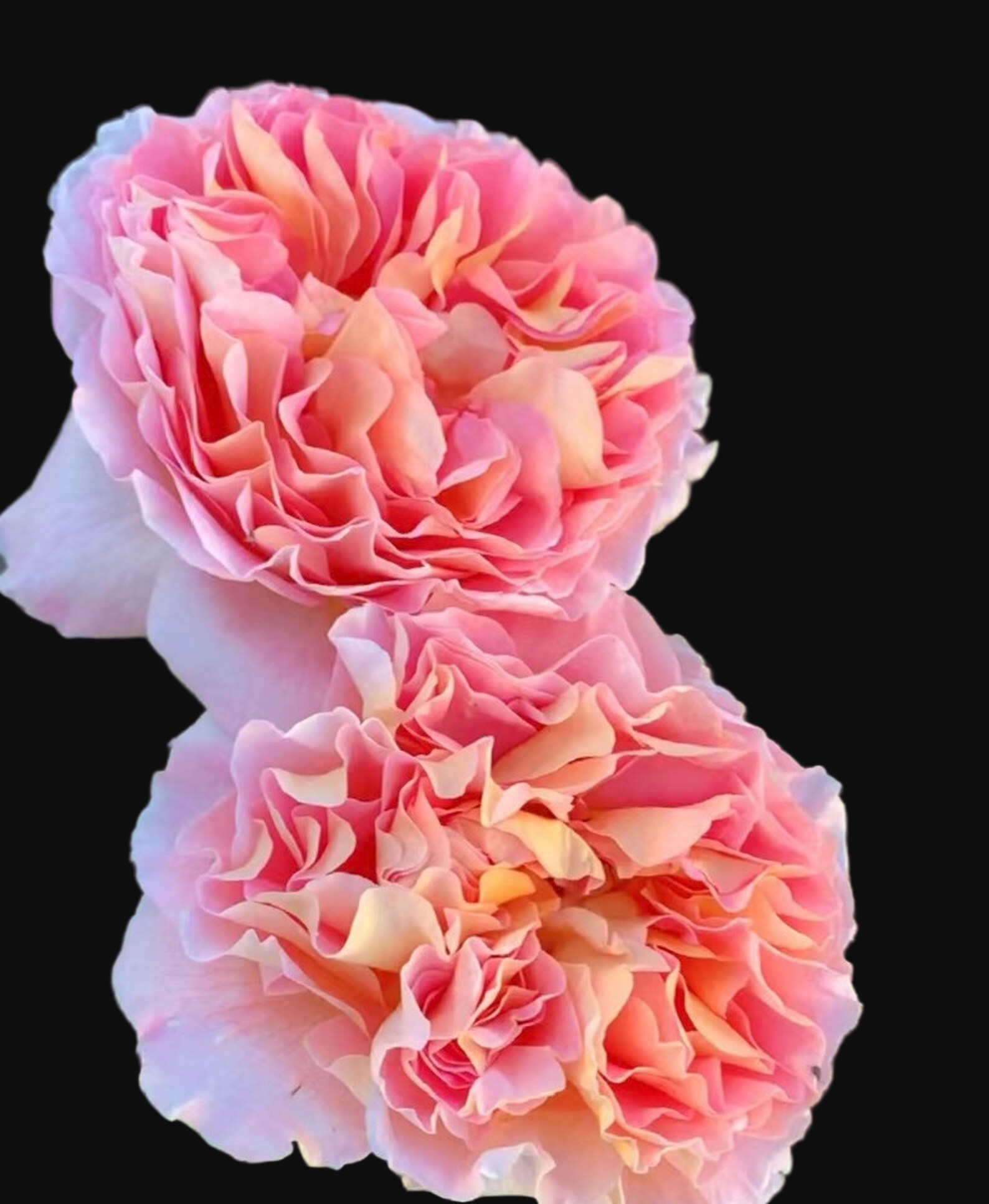 AUScot – Color-Changing English Shrub Rose by David Austin (Own Root)