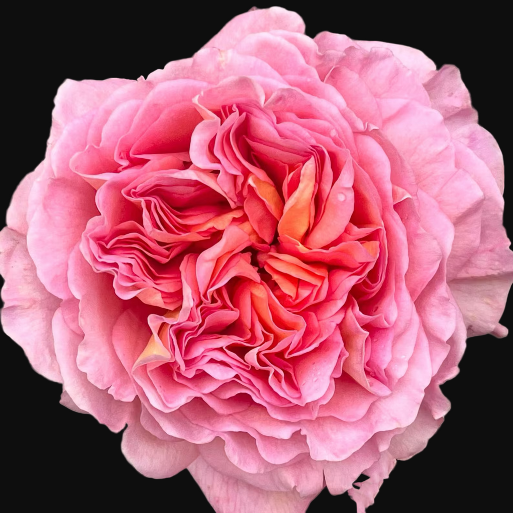 AUScot – Color-Changing English Shrub Rose by David Austin (Own Root)