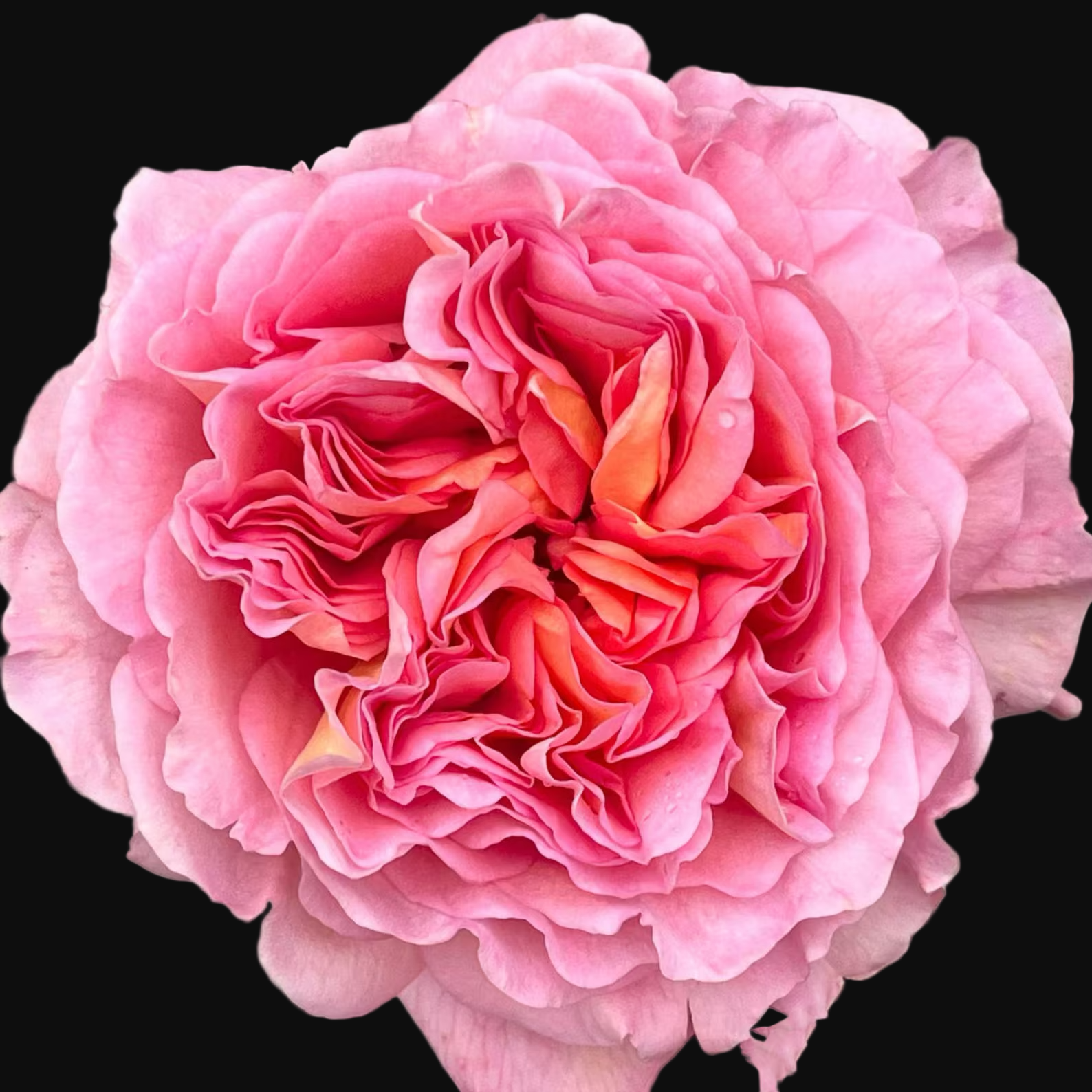 AUScot – Color-Changing English Shrub Rose by David Austin (Own Root)
