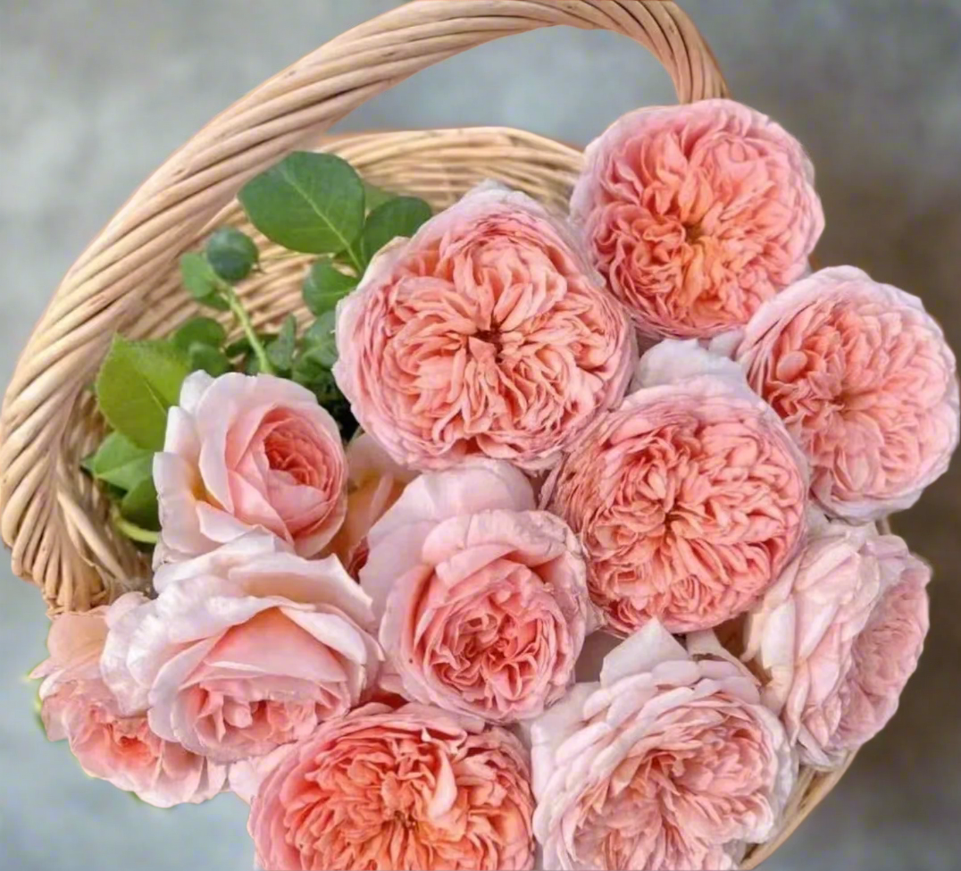 AUScot – Color-Changing English Shrub Rose by David Austin (Own Root)