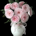 AUSham – Soft Pink English Shrub Rose from the UK (Own Root)