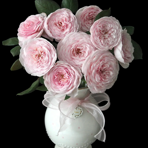 AUSham – Soft Pink English Shrub Rose from the UK (Own Root)