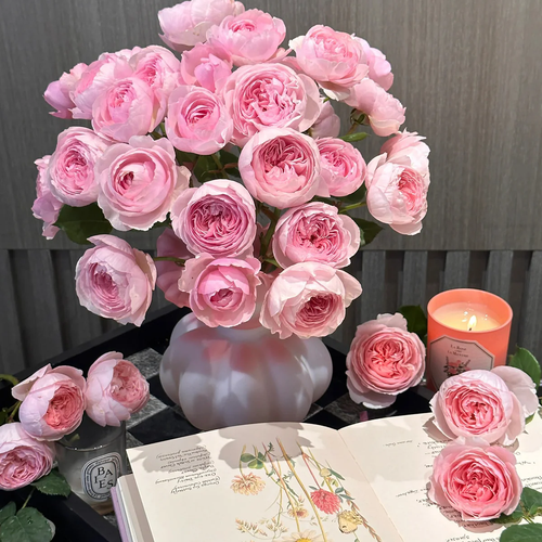AUSham – Soft Pink English Shrub Rose from the UK (Own Root)