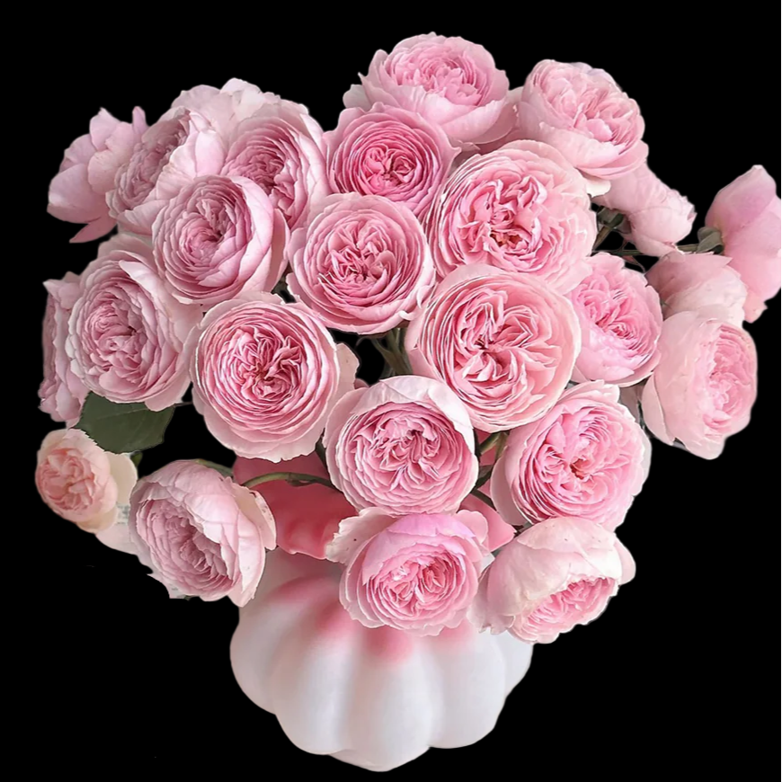 AUSham – Soft Pink English Shrub Rose from the UK (Own Root)