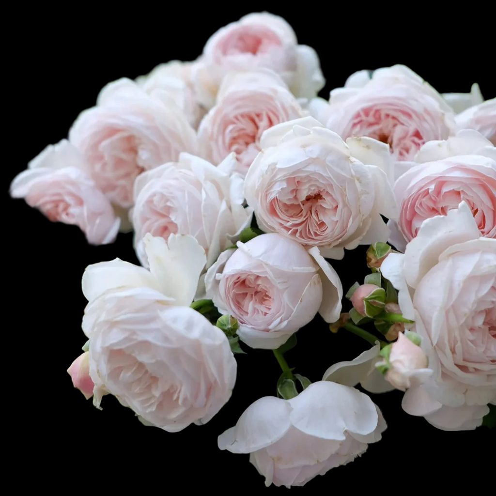 AUSham – Soft Pink English Shrub Rose from the UK (Own Root)
