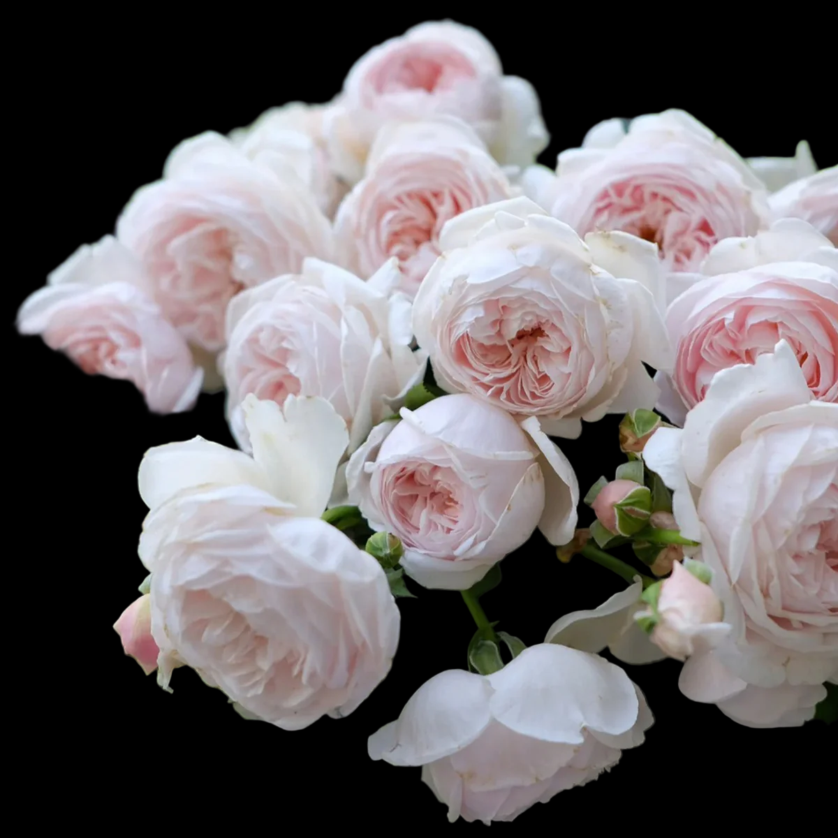 AUSham – Soft Pink English Shrub Rose from the UK (Own Root)