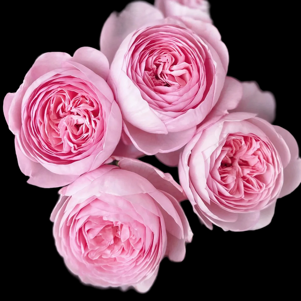 AUSham – Soft Pink English Shrub Rose from the UK (Own Root)