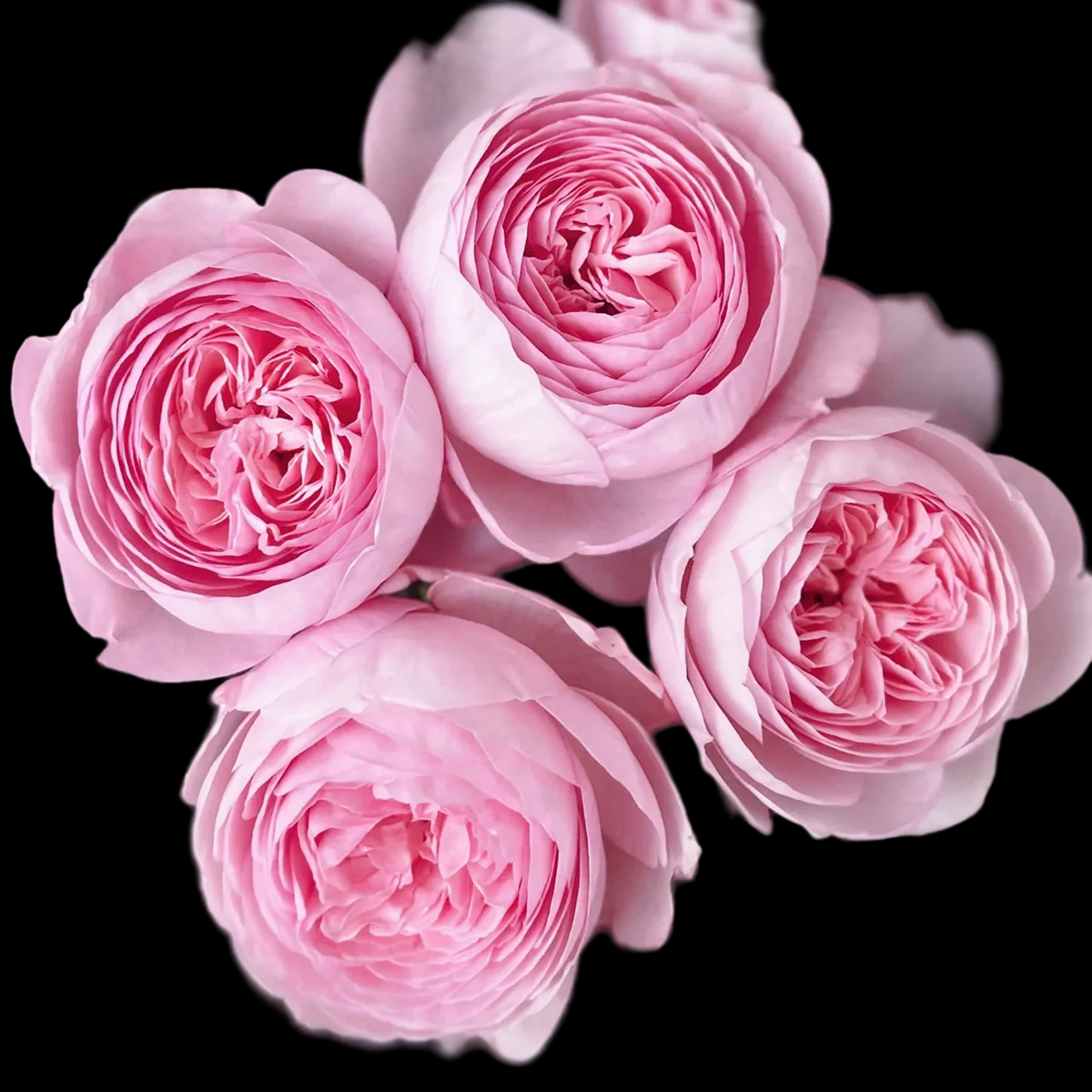 AUSham – Soft Pink English Shrub Rose from the UK (Own Root)