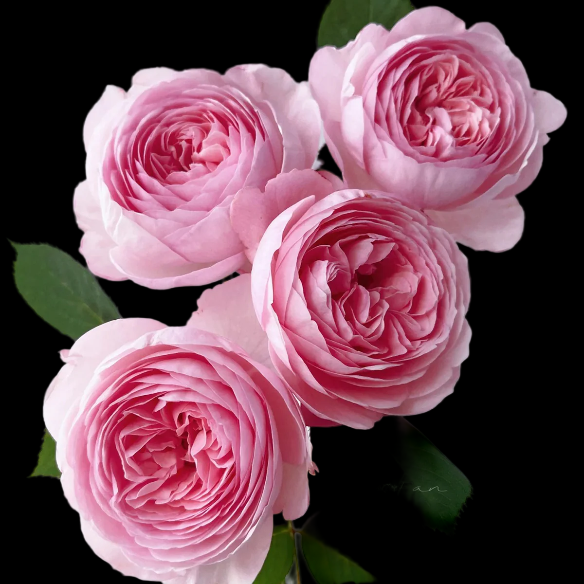 AUSham – Soft Pink English Shrub Rose from the UK (Own Root)