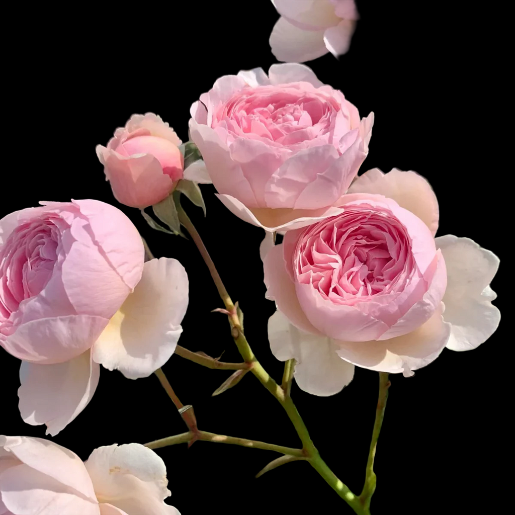 AUSham – Soft Pink English Shrub Rose from the UK (Own Root)