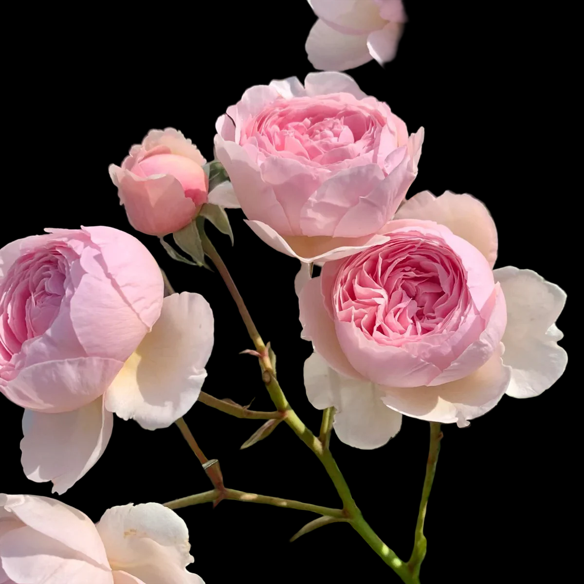 AUSham – Soft Pink English Shrub Rose from the UK (Own Root)