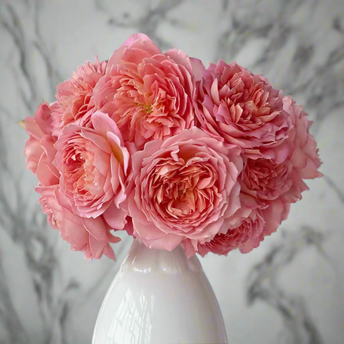 AUShunter – Fragrant Coral-Pink English Shrub Rose by David Austin (Own Root)