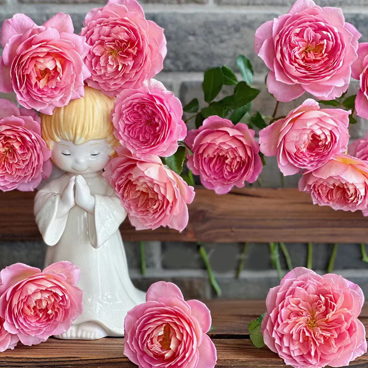 AUShunter – Fragrant Coral-Pink English Shrub Rose by David Austin (Own Root)