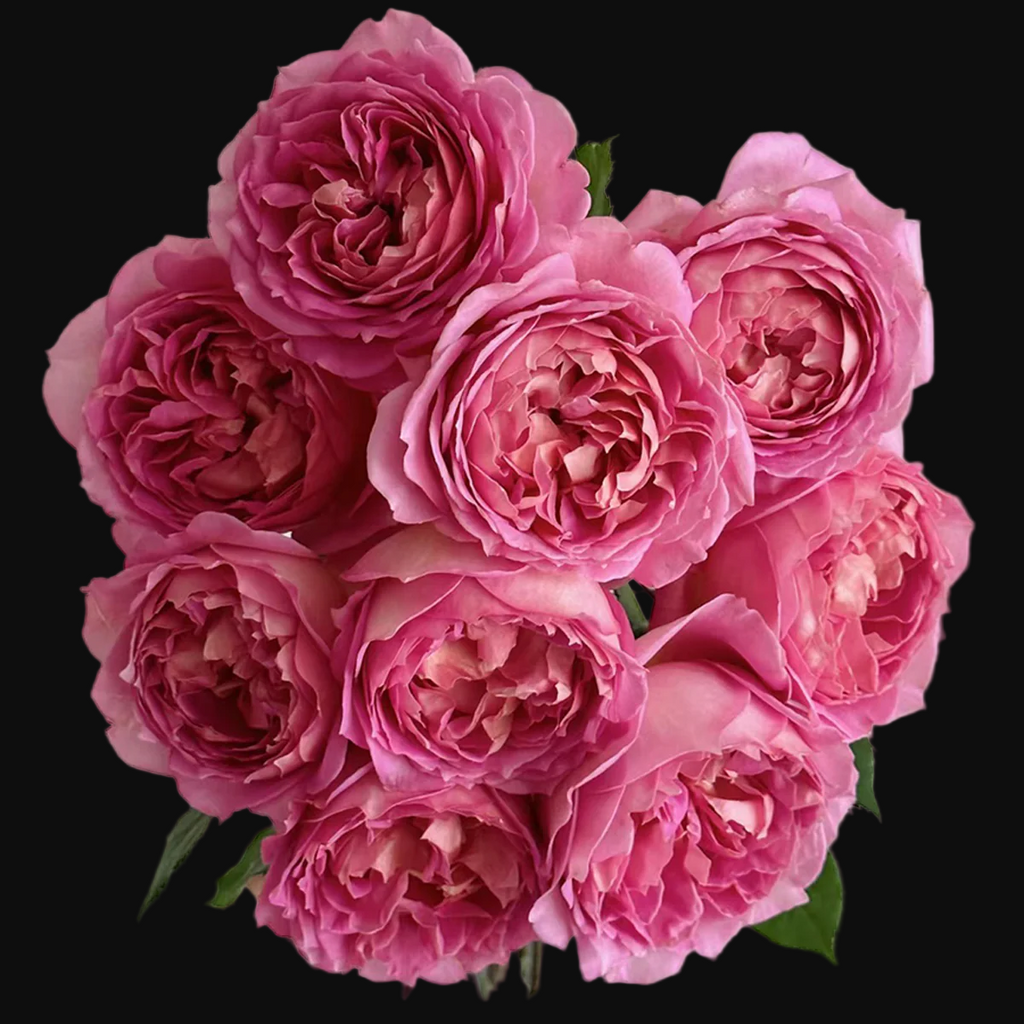 AUShunter – Fragrant Coral-Pink English Shrub Rose by David Austin (Own Root)