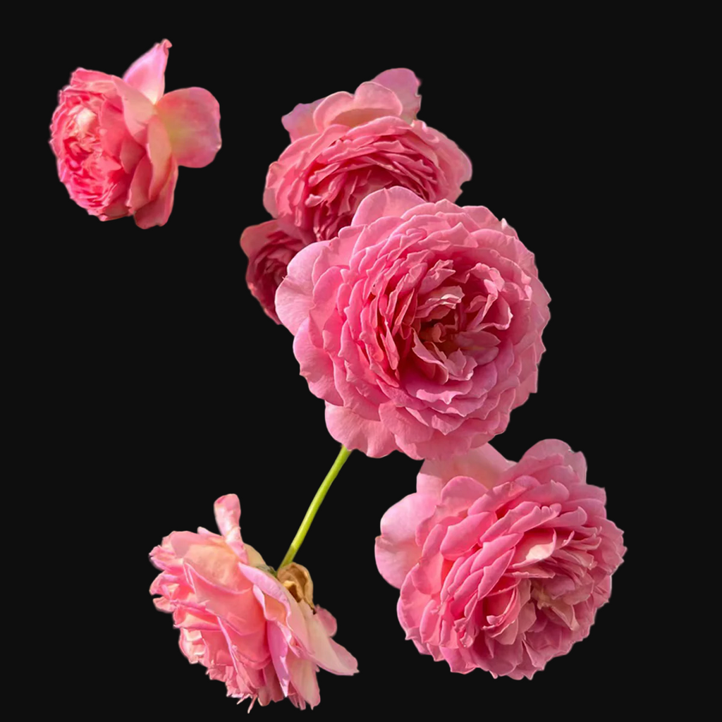 AUShunter – Fragrant Coral-Pink English Shrub Rose by David Austin (Own Root)