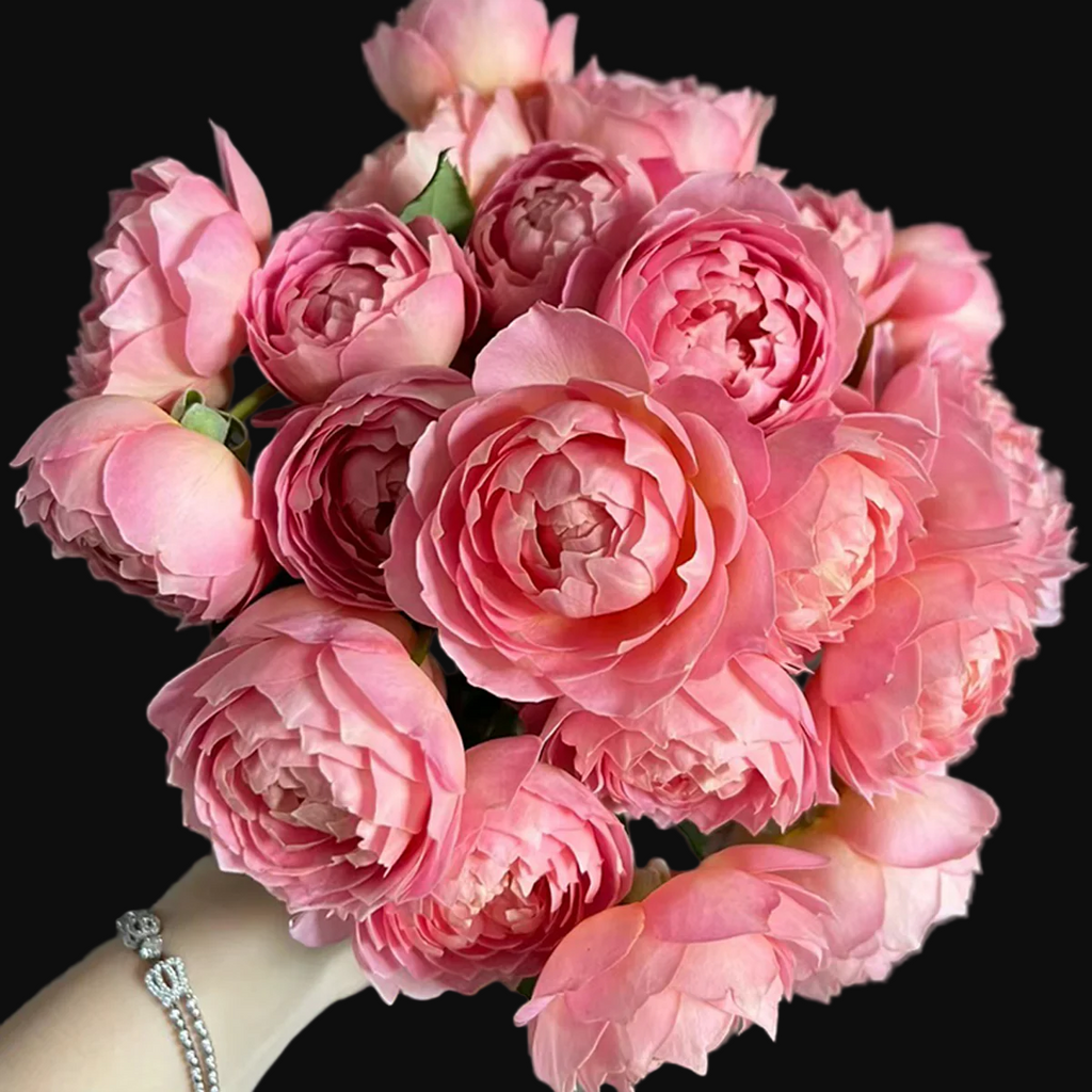 AUShunter – Fragrant Coral-Pink English Shrub Rose by David Austin (Own Root)