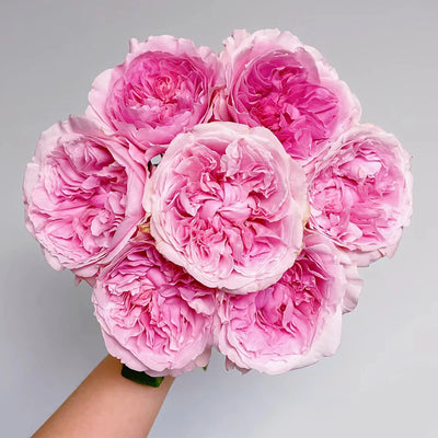 AUSimmon – Cherry-Pink English Wedding Rose by David Austin (Own Root)
