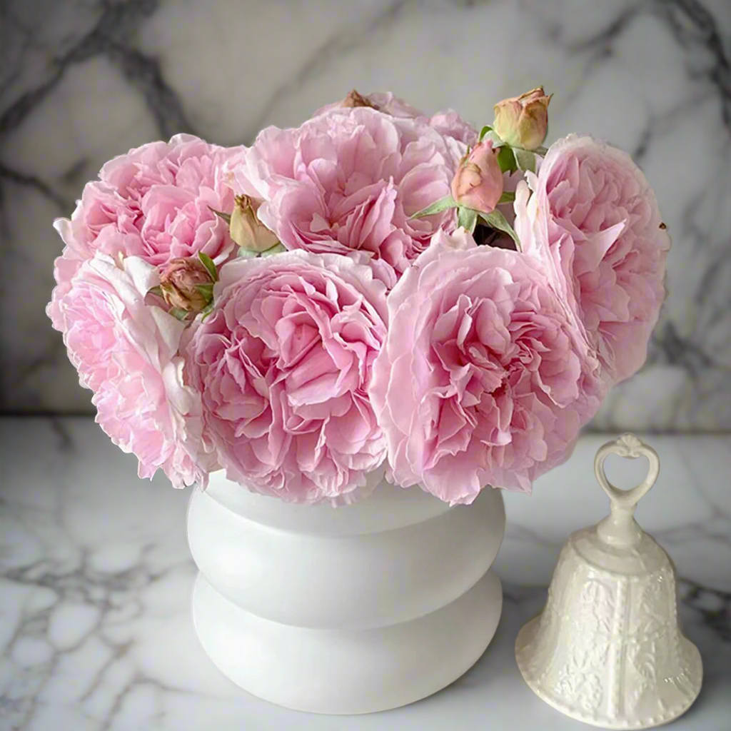 AUSimmon – Cherry-Pink English Wedding Rose by David Austin (Own Root)