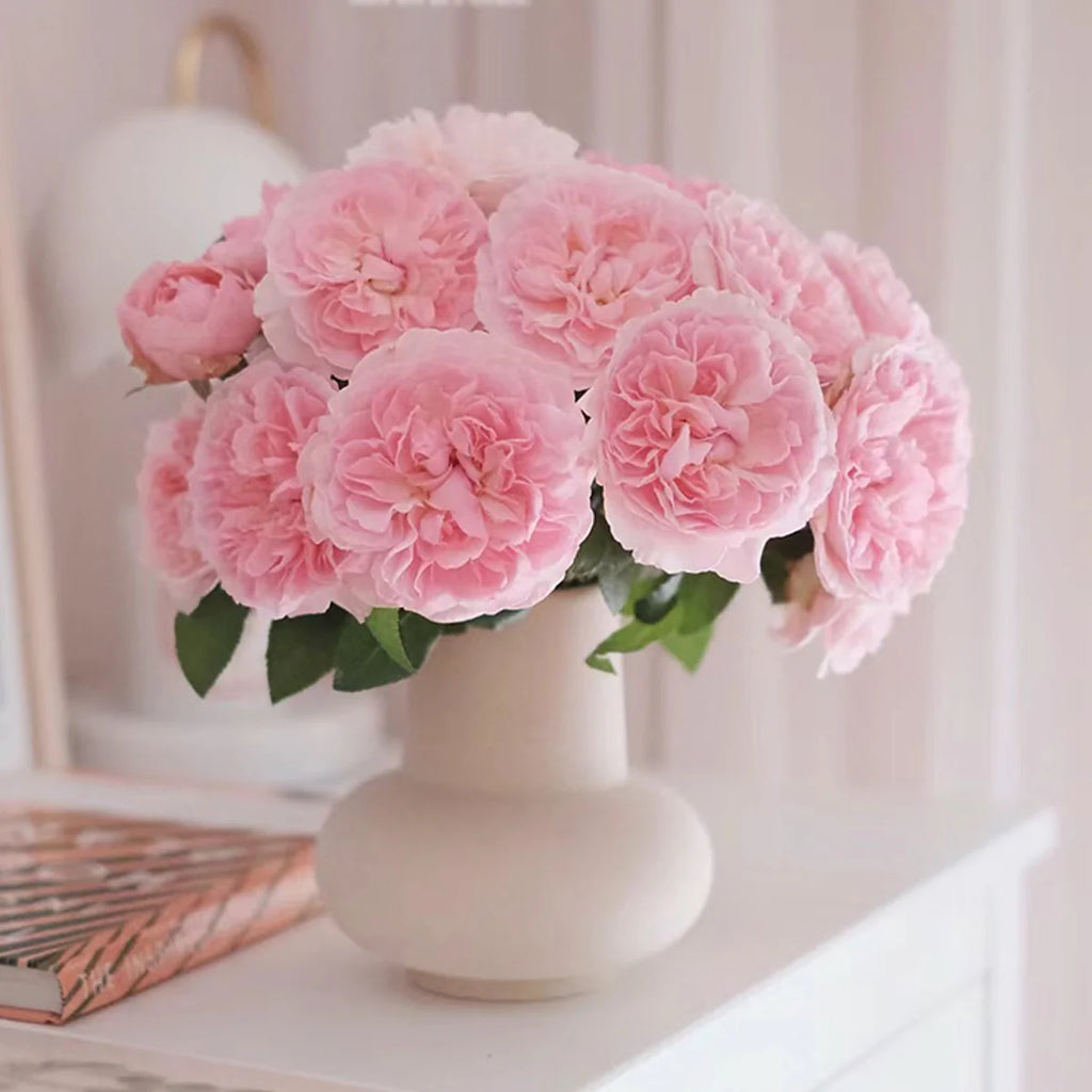 AUSimmon – Cherry-Pink English Wedding Rose by David Austin (Own Root)