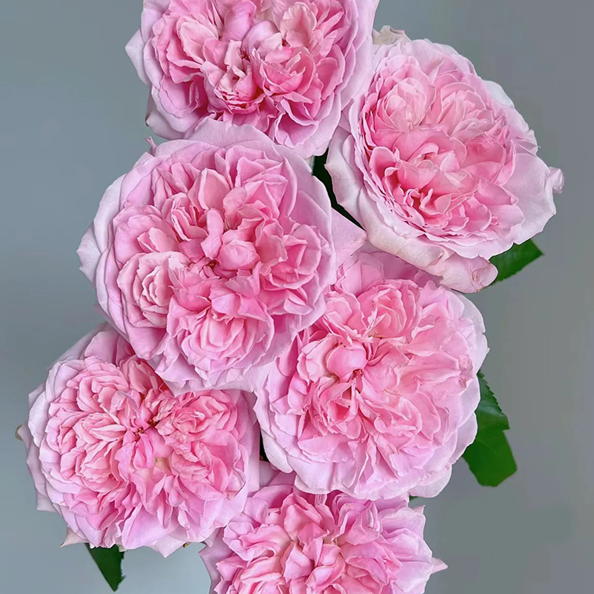 AUSimmon – Cherry-Pink English Wedding Rose by David Austin (Own Root)