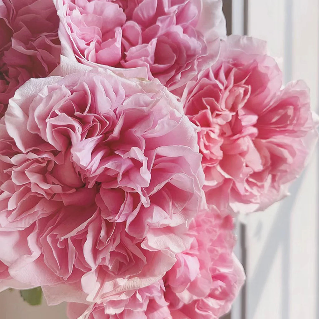 AUSimmon – Cherry-Pink English Wedding Rose by David Austin (Own Root)