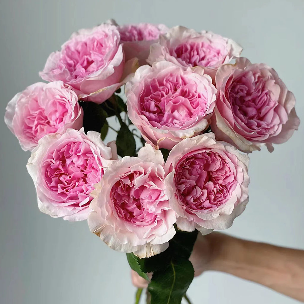 AUSimmon – Cherry-Pink English Wedding Rose by David Austin (Own Root)