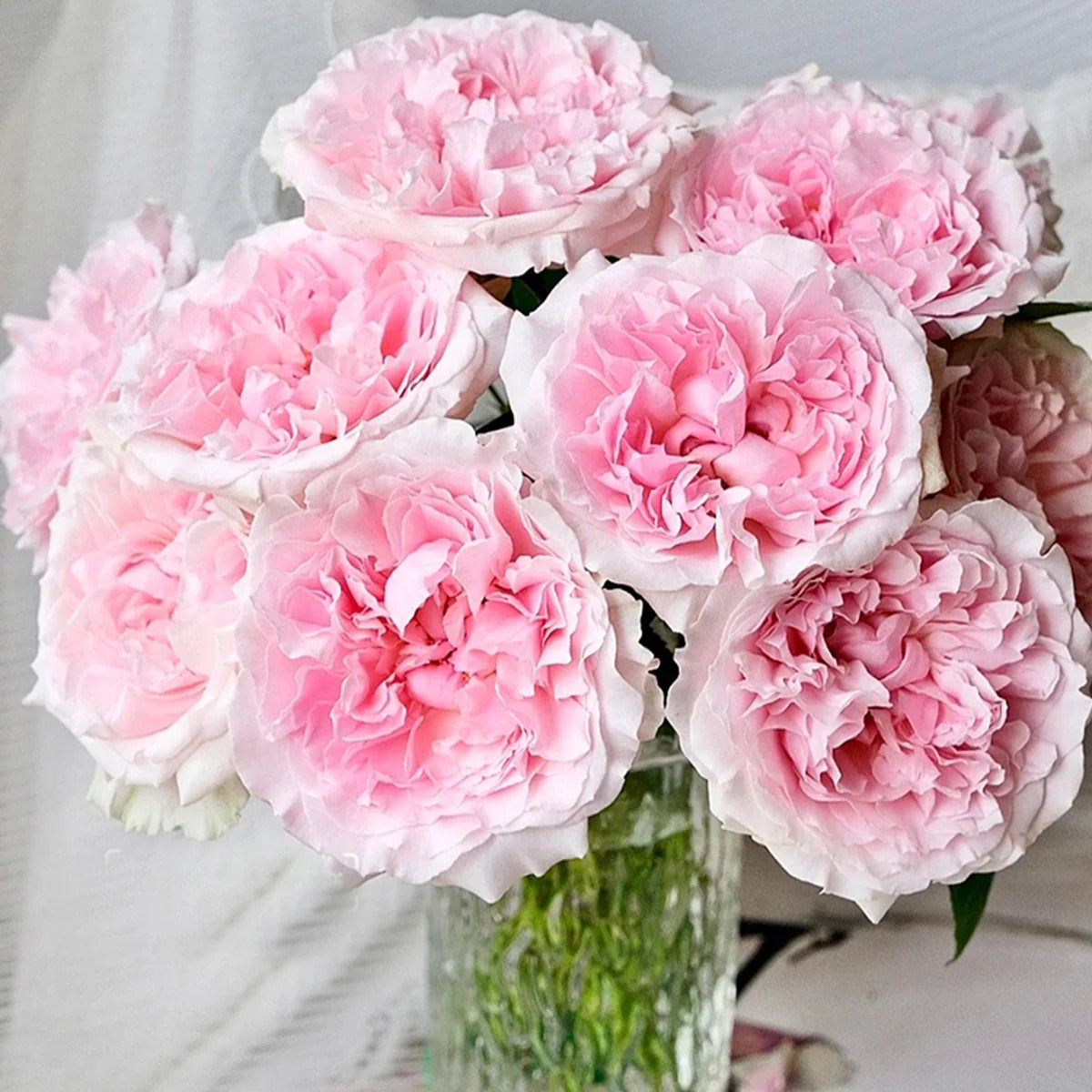 AUSimmon – Cherry-Pink English Wedding Rose by David Austin (Own Root)