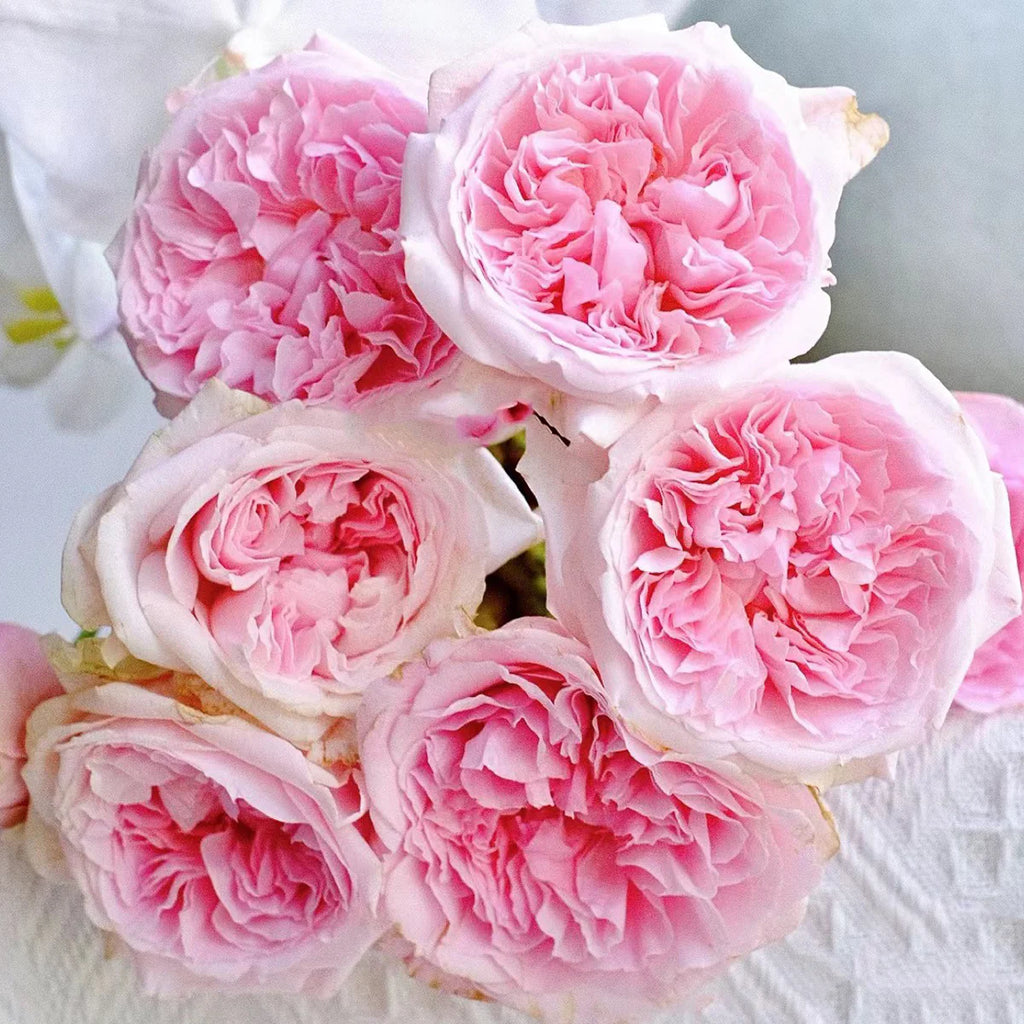 AUSimmon – Cherry-Pink English Wedding Rose by David Austin (Own Root)